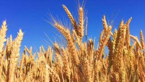 麦の会コッペアイキャッチ画像　青空の麦畑